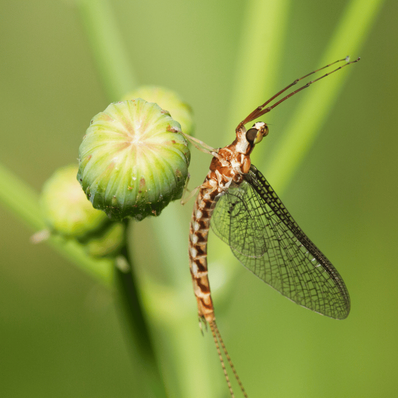 Magnified photo of a Mayfly