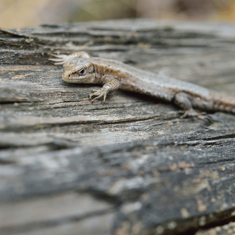Common lizerds basking in the sun ontop of a log