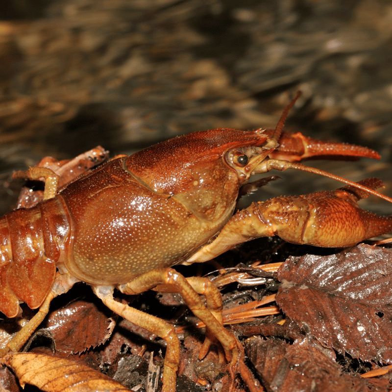 Native white clawed crayfish