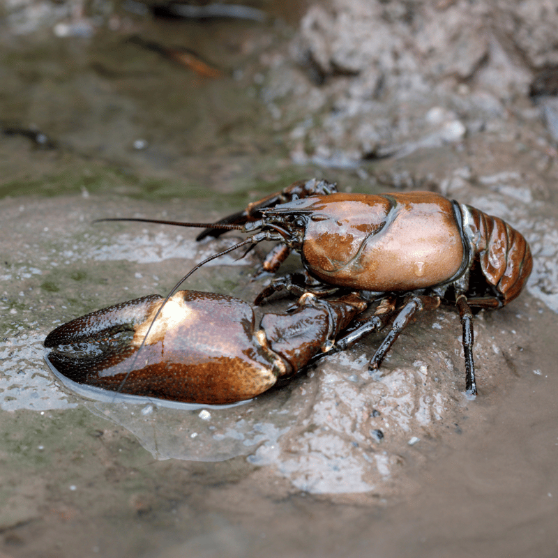 Signal Crayfish (Pacifastacus leniusculus)