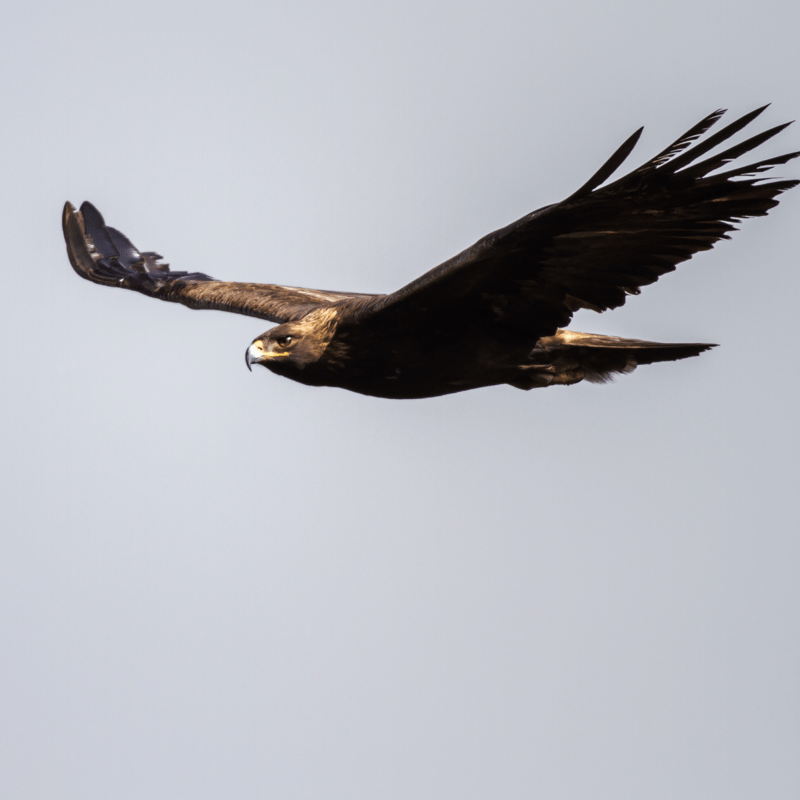 Golden eagle soars high over Scotland's Canyons