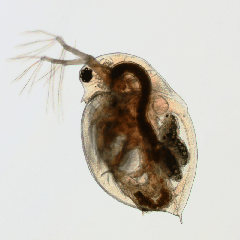 Fresh water flea under a microscope