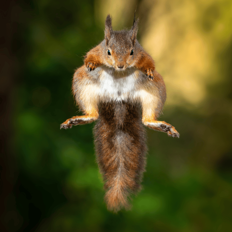 Scottish Red Squirrel leaps through the air