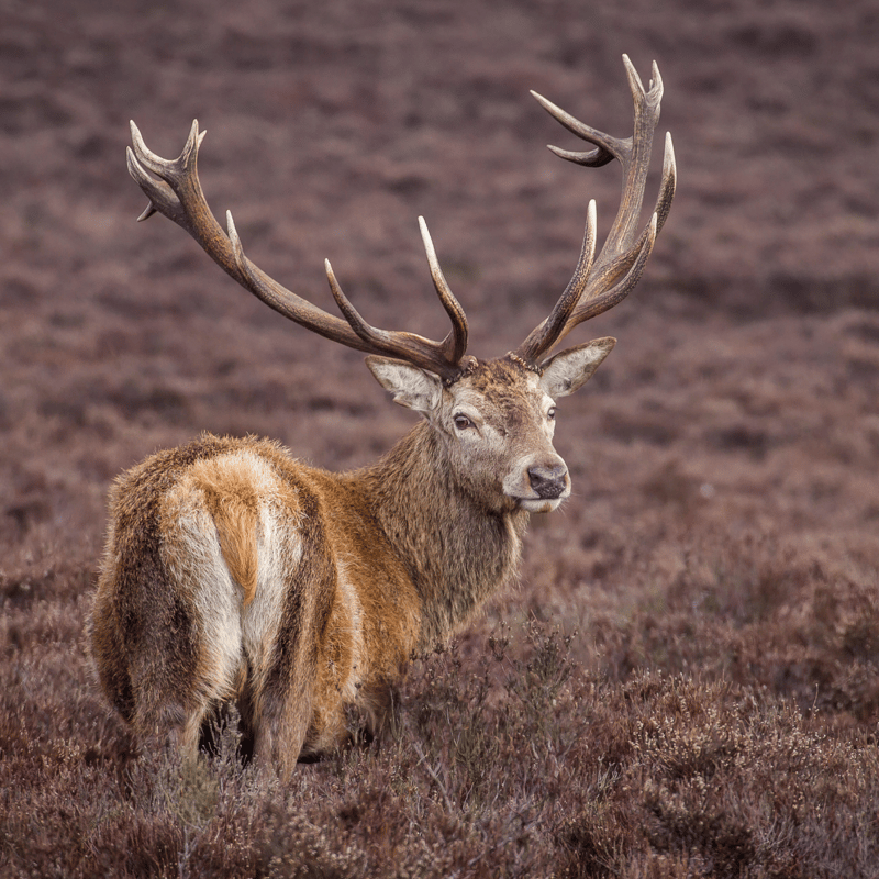 Red Deer Stag amongst purple heather in Scotland