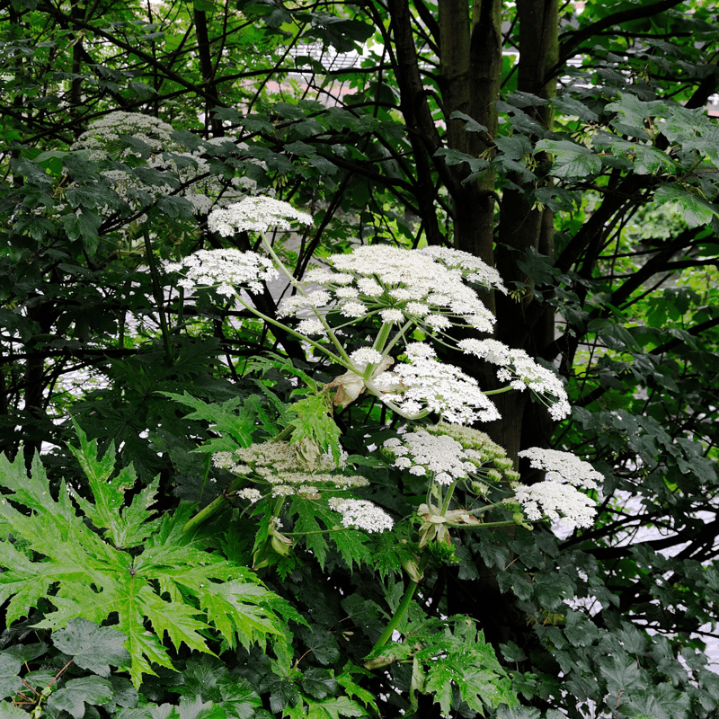 Giant Hogweed (Heracleum mantegazzianum)