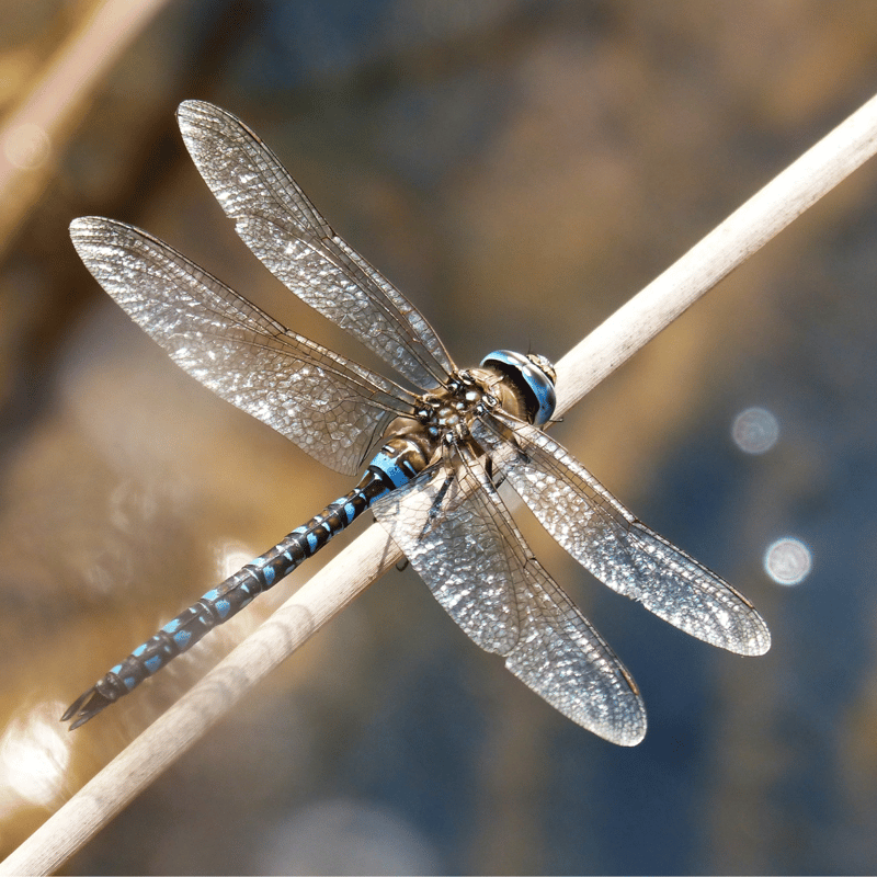 Colourful Draginfly perched on twig