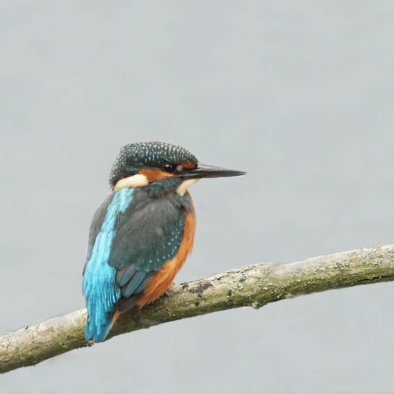 Kingfisher perched on branch