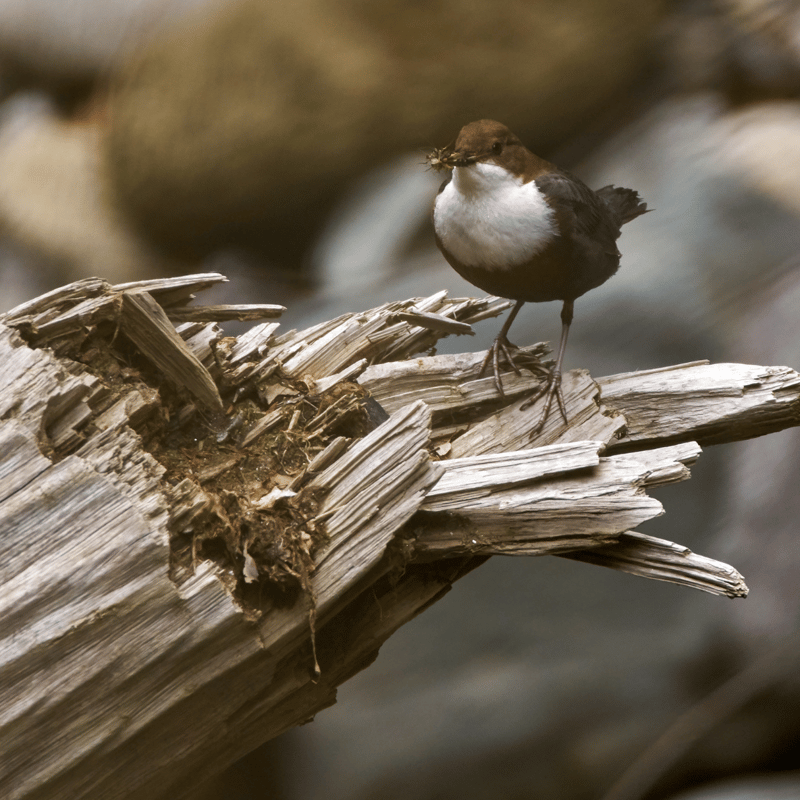 White Throated Dipper Perched on Log near river