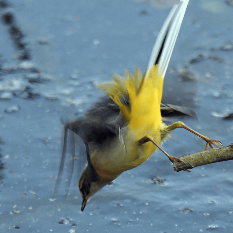 Grey wagtail diving near water