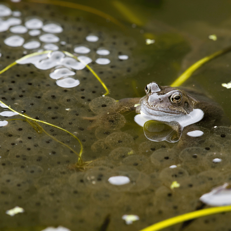 Common frog half submerged in water surounded by spawn