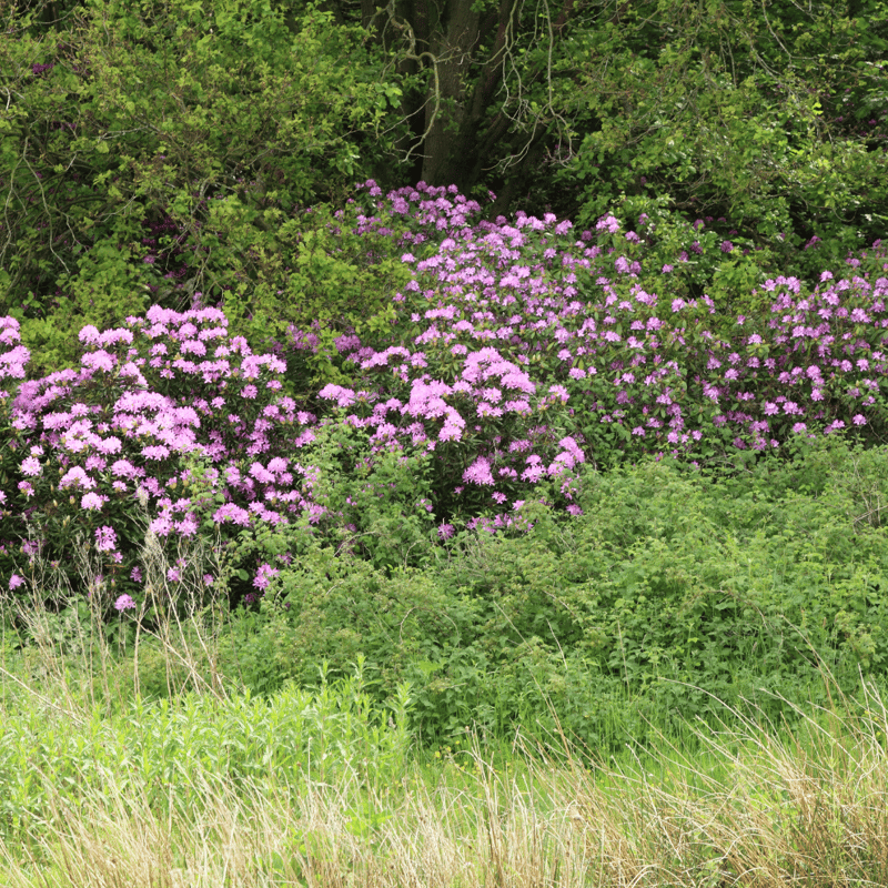 Rhododendron ponticum