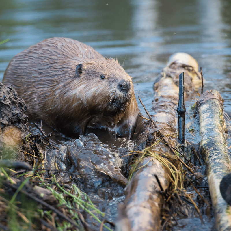 Beaver builds a dam