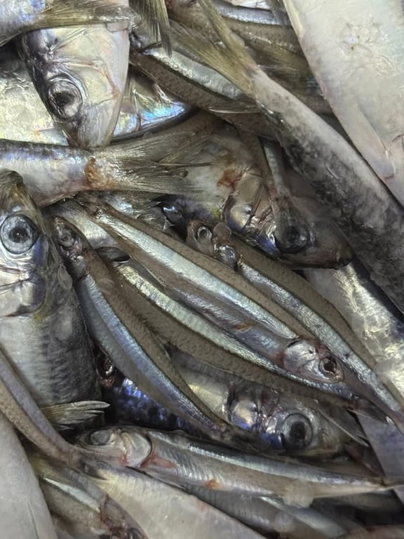 自製高品質魚露：從白鱙魚開始的台灣風土發酵實驗