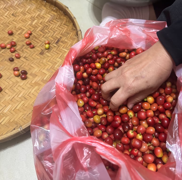 手工挑選咖啡鮮果