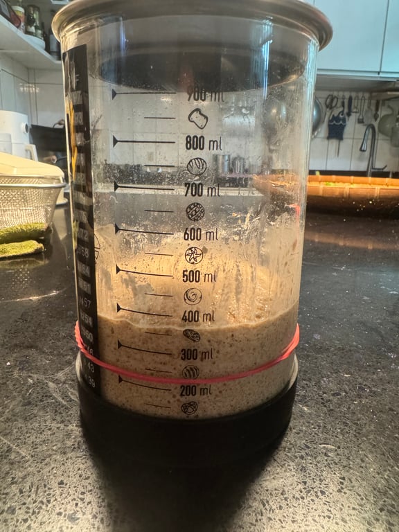 魯邦種培育狀態，呈現穩定發酵的氣泡結構