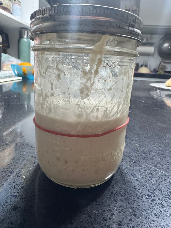 波蘭種發酵後的狀態