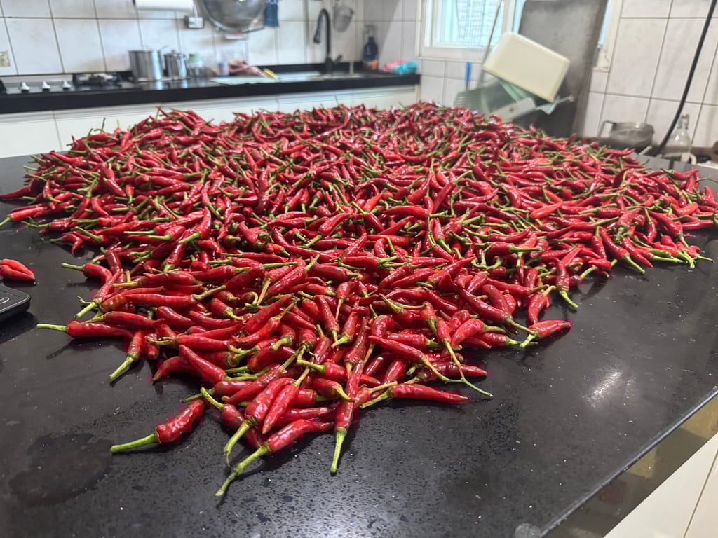 自製 Tabasco：用台灣朝天椒，走一條發酵的直線