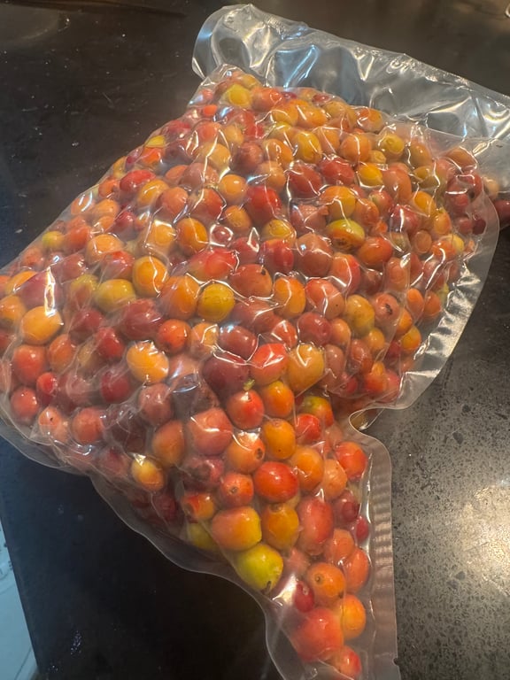 真空袋中果實開始軟化，但仍保持顆粒結構