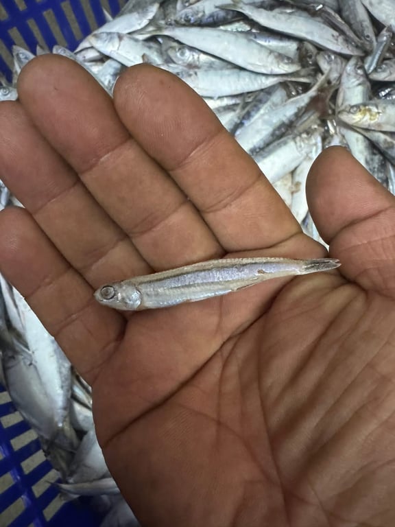 水煮後的白鱙魚，魚肉呈現白色，質地完整