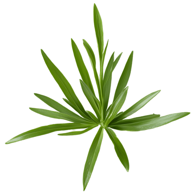 Free transparent PNG: Tarragon Herb Transparent PNG for Culinary and Decorative Use