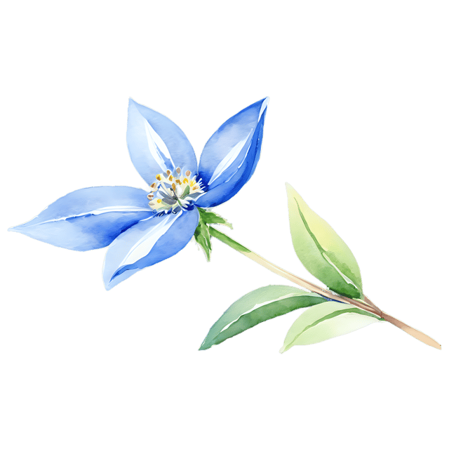 Free transparent PNG: Borage Flower Watercolor Illustration – Transparent PNG
