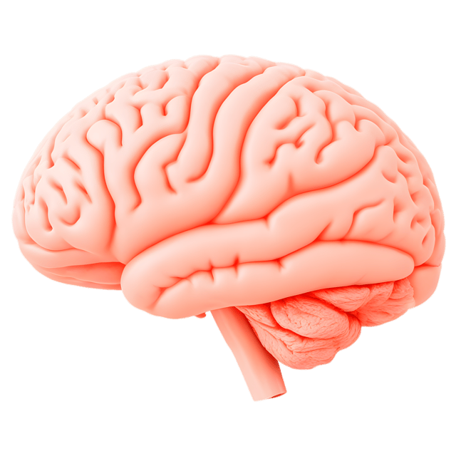 Free transparent PNG: Human Brain Labeled Regions and Functions PNG with Transparent Background for Medical Illustrations
