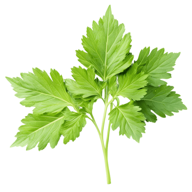 Free transparent PNG: Parsley Leaf Transparent Background PNG for Culinary and Decorative Use