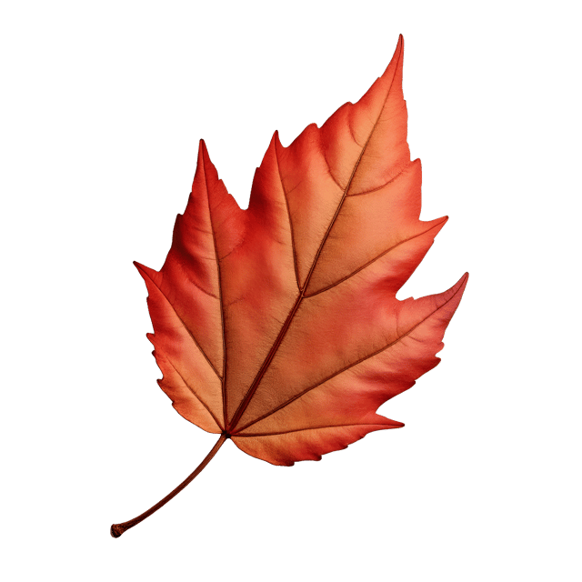 Free transparent PNG: Copper and Red Dry Leaf Realistic Illustration on White Background