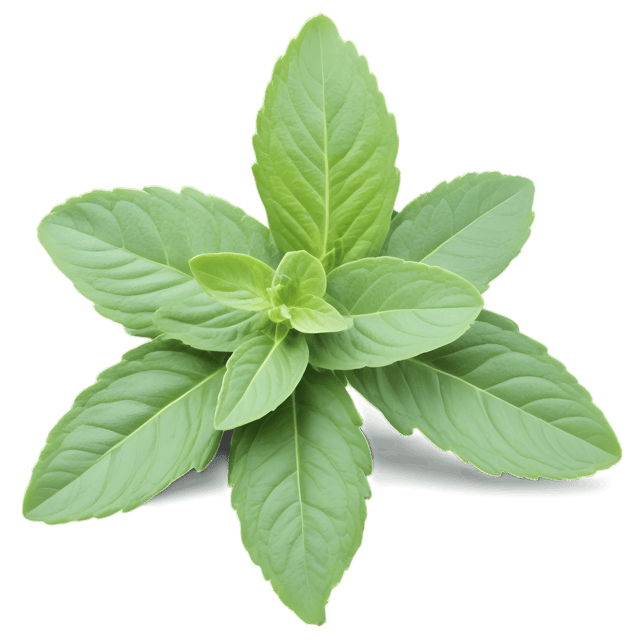 Free transparent PNG: Oregano Herb Transparent PNG for Herbal and Kitchen Design