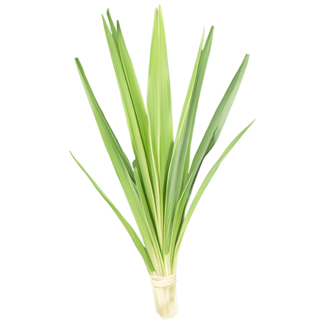 Free transparent PNG: Lemongrass Herb Transparent Background PNG for Botanical Art and Design