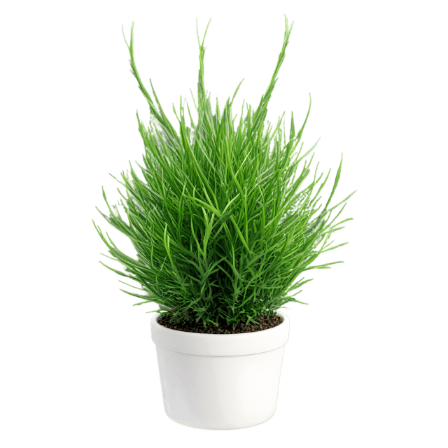 Free transparent PNG: Rhipsalis Cactus Transparent PNG for Botanical Art and Design