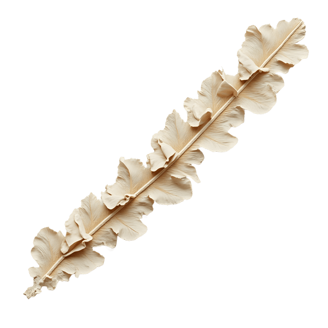 Free transparent PNG: Ruffled Feather Edge with Lace Corner  Elegant Clipart Design, free png download