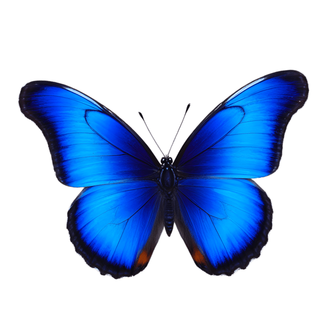 Free transparent PNG: Red-Spotted Purple Butterfly Transparent PNG for Insect and Nature Imagery