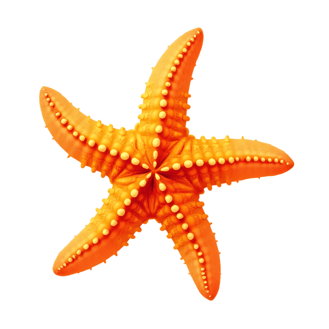 Free transparent PNG: Divergent Starfish PNG with Bright Orange and Yellow Rays