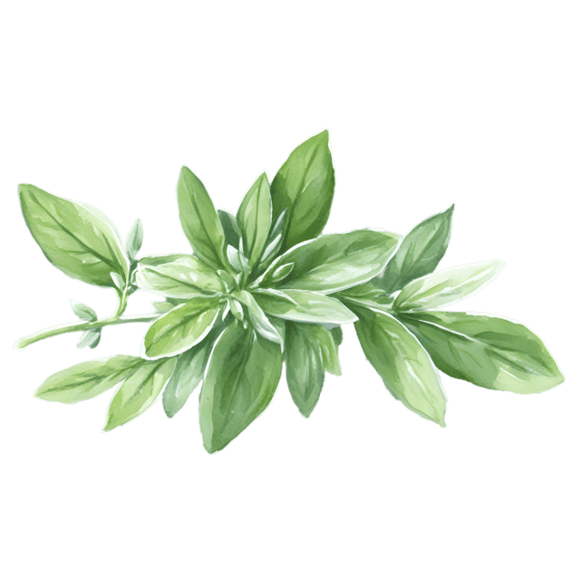 Free transparent PNG: Thyme Herb Transparent PNG for Culinary and Decorative Use