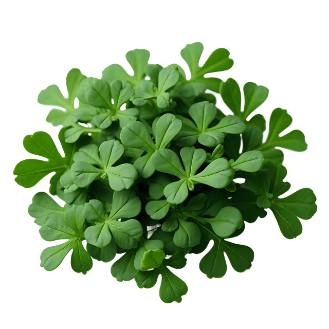 Free transparent PNG: Collard Greens PNG Clipart  Perfect for Southern Cuisine, Health  Education