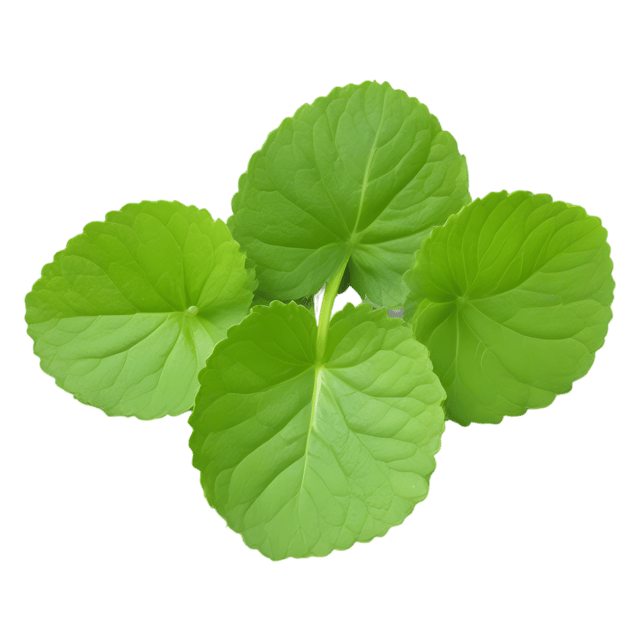 Free transparent PNG: Gotu Kola Herb Transparent PNG for Botanical Illustration and Design