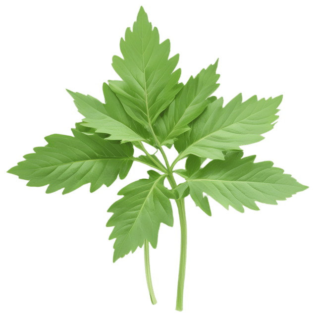 Free transparent PNG: Lovage Herb PNG with Transparent Background for Culinary and Decorative Use