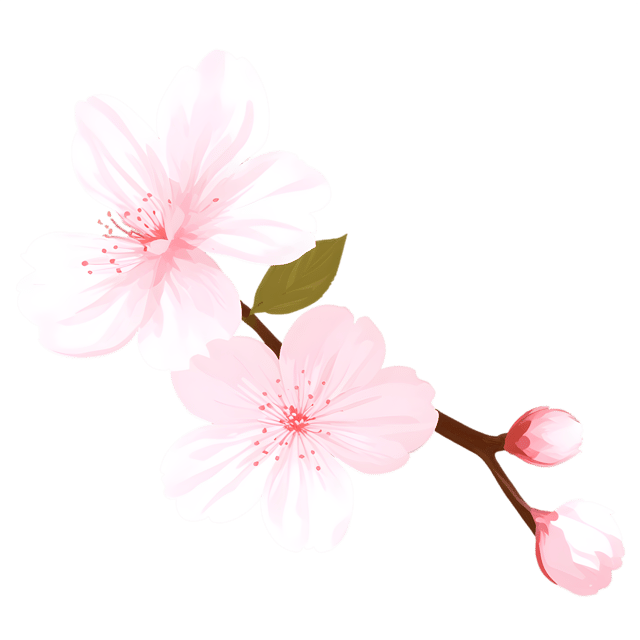Free transparent PNG: Cherry Blossom Bloom Transparent PNG Background for Spring and Floral Design