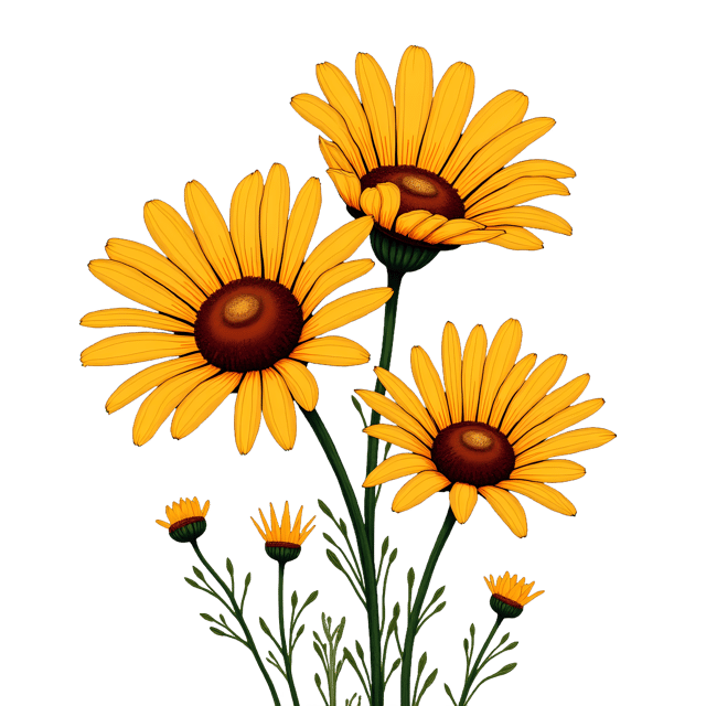 Free transparent PNG: Sunny Boho Daisies  Free Downloadable PNG Clipart