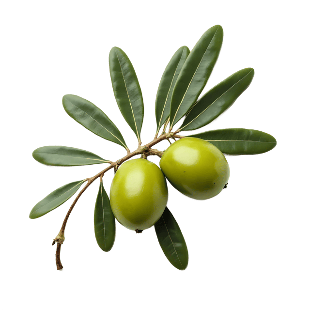 Free transparent PNG: Olive PNG Clipart  Ideal for Mediterranean Cuisine  Decor
