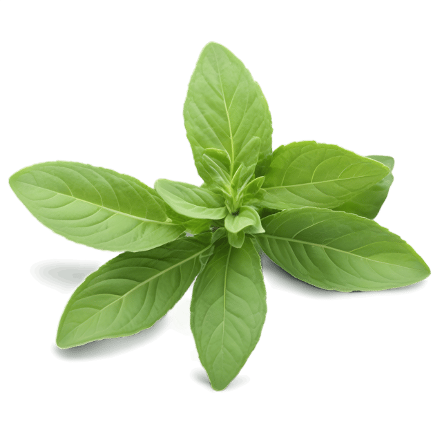 Free transparent PNG: Oregano Herb Transparent Background PNG