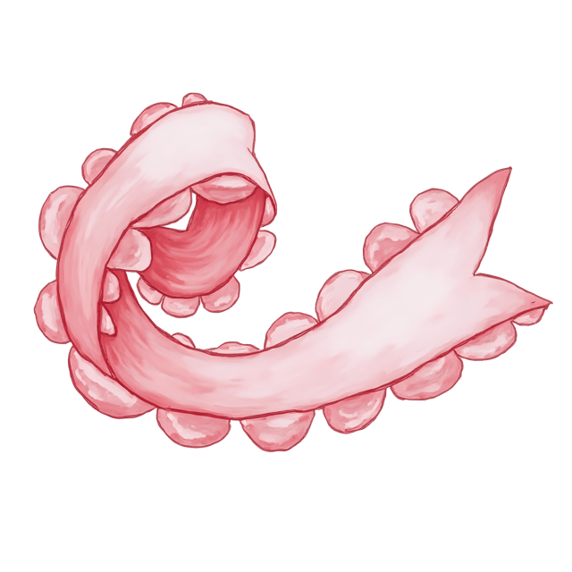 Free transparent PNG: Soft Curl Ribbon  Elegant Frill Edge Clipart, free transparent png download