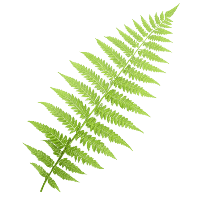 Free transparent PNG: Fern Leaf Transparent Background PNG for Botanical and Nature Imagery