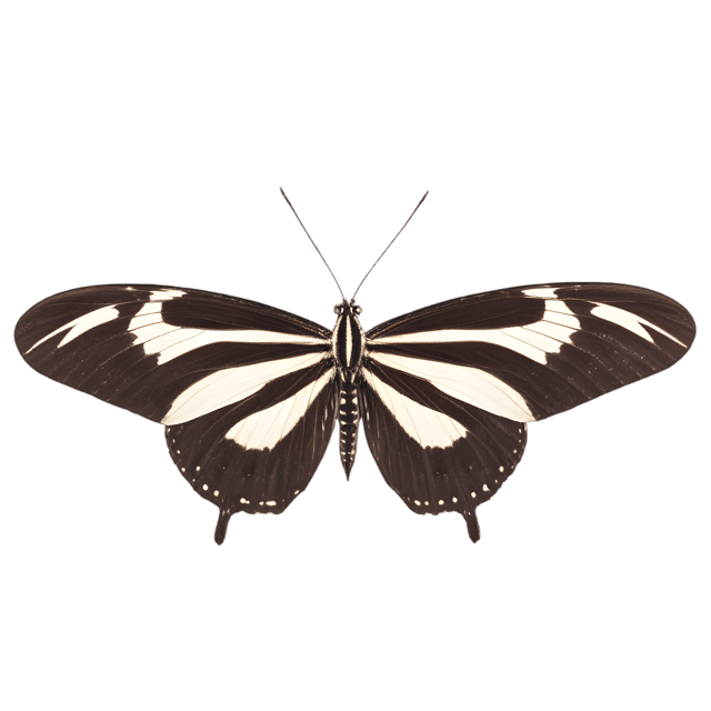 Free transparent PNG: Zebra Longwing Butterfly PNG with Transparent Background for Clipart and Crafts