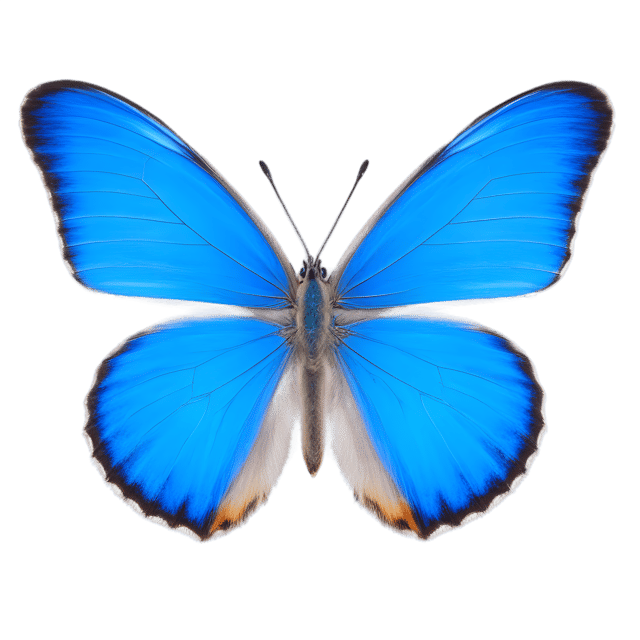 Free transparent PNG: Common Blue Butterfly Transparent PNG for Nature and Artistic Projects