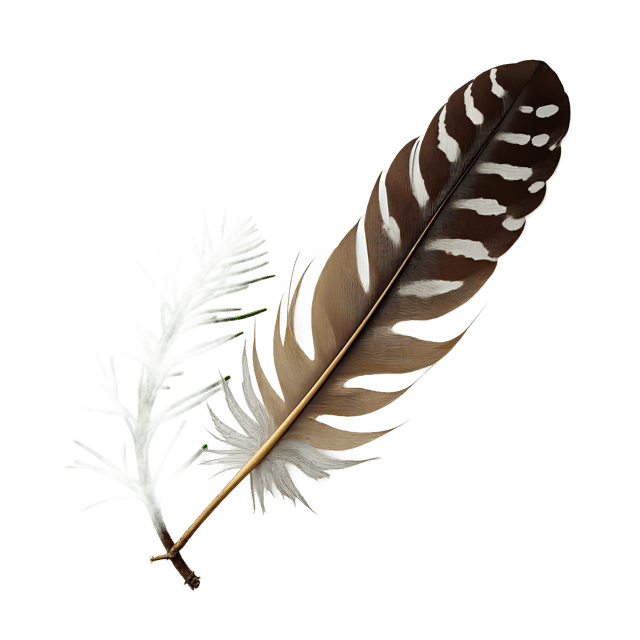 Free transparent PNG: Speckled Wing Feather Beside Pine Branch  Nature Clipart, free downloadable png