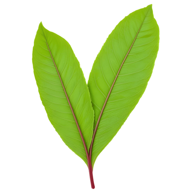 Free transparent PNG: Sorrel Leaf Transparent PNG Image for Kitchen and Herbal Use