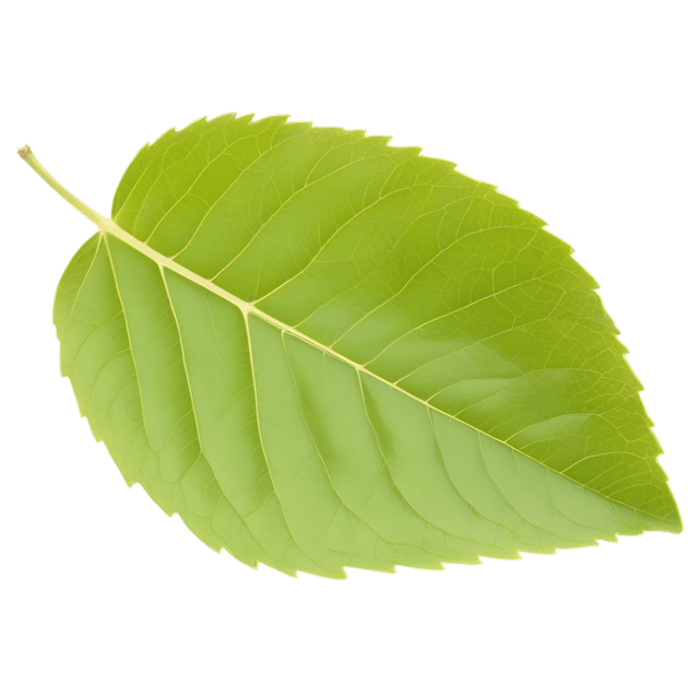 Free transparent PNG: Transparent Poplar Leaf PNG for Design and Craft Projects