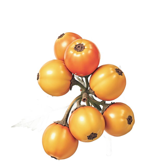 Free transparent PNG: Gooseberry PNG Clipart  Ideal for Nature Themes, Crafts  Education